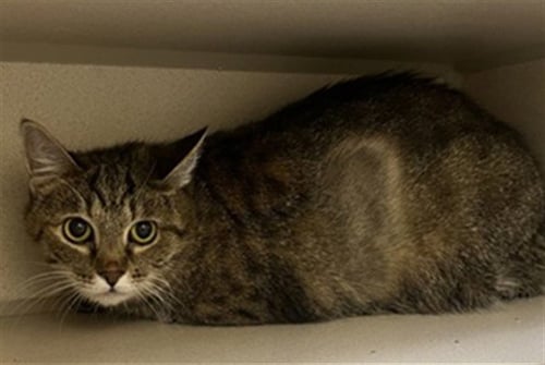 CHLOE - Domestic Short Hair available for adoption