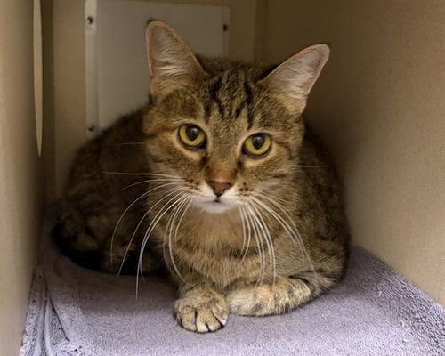 CHLOE - Domestic Short Hair available for adoption