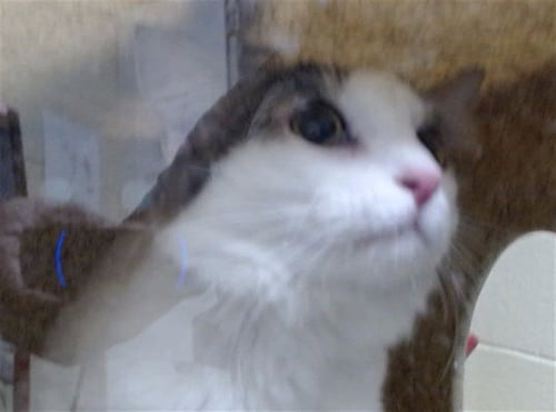 DENVER - Domestic Short Hair available for adoption