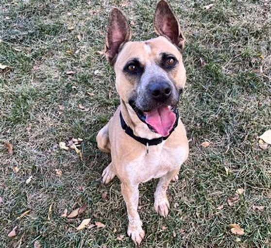 BATES - Australian Cattle Dog/Blue Heeler available for adoption