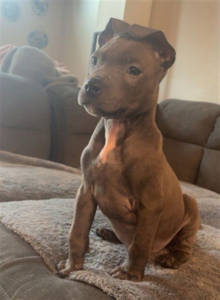 TANK - Pit Bull Terrier available for adoption