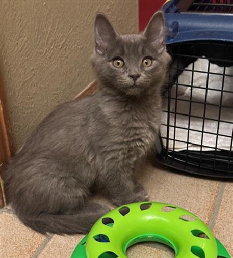 PHIL - Domestic Medium Hair available for adoption