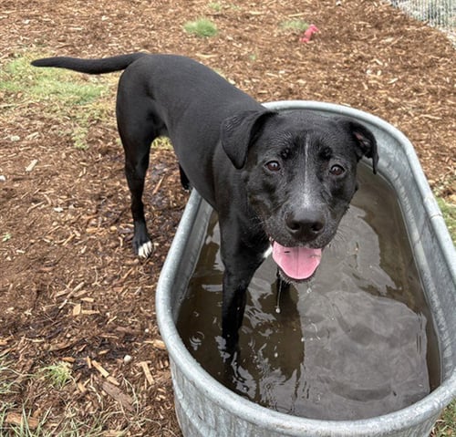 HONEY - Labrador Retriever available for adoption