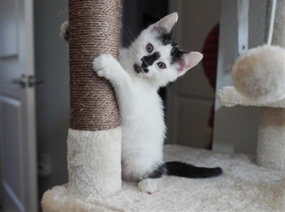 PENGUIN - Domestic Short Hair available for adoption