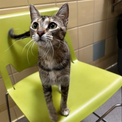 DELILAH - Domestic Short Hair available for adoption