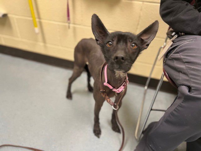 LITTLE SUE - Mexican Hairless available for adoption