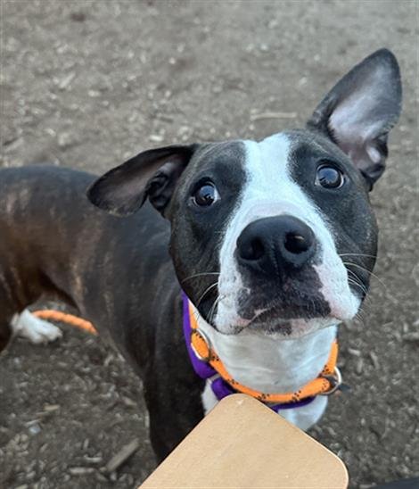 MATCHA LATTE - American Pit Bull Terrier available for adoption