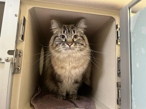 GALILEO - Domestic Short Hair available for adoption