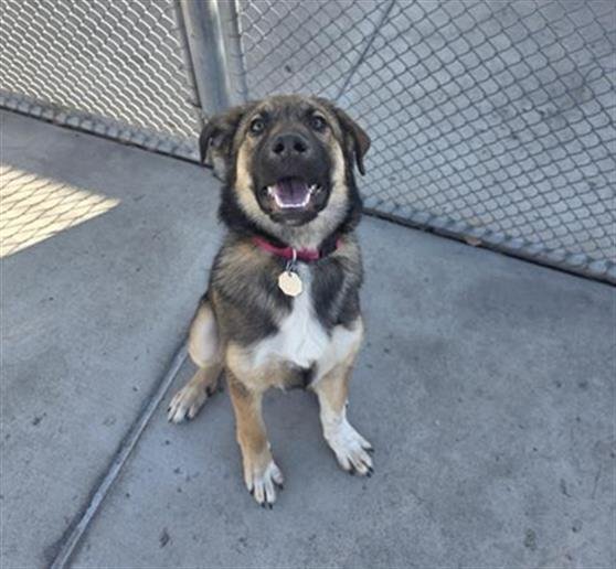 QUEST - German Shepherd Dog / Great Pyrenees available for adoption