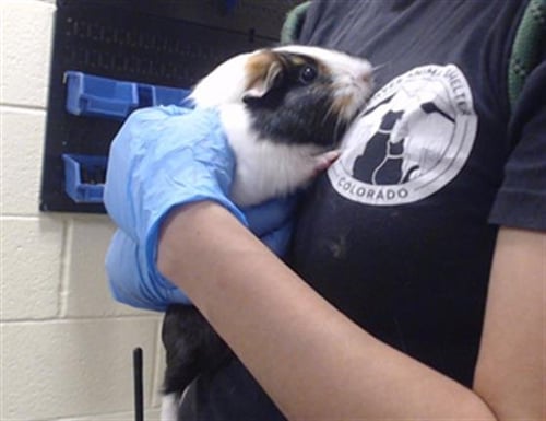 SALLY - Guinea Pig available for adoption