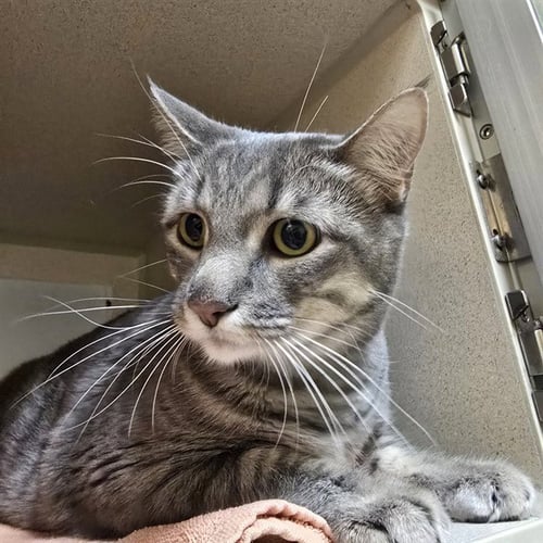 NALA - Domestic Short Hair for adoption in Westminster
