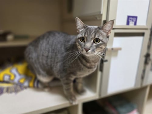 NALA - Domestic Short Hair for adoption in Denver