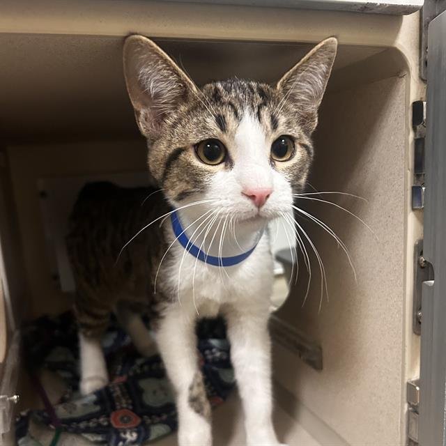 TURNER - Domestic Short Hair available for adoption