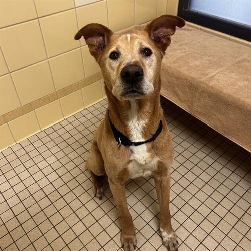 KODAK - Labrador Retriever available for adoption