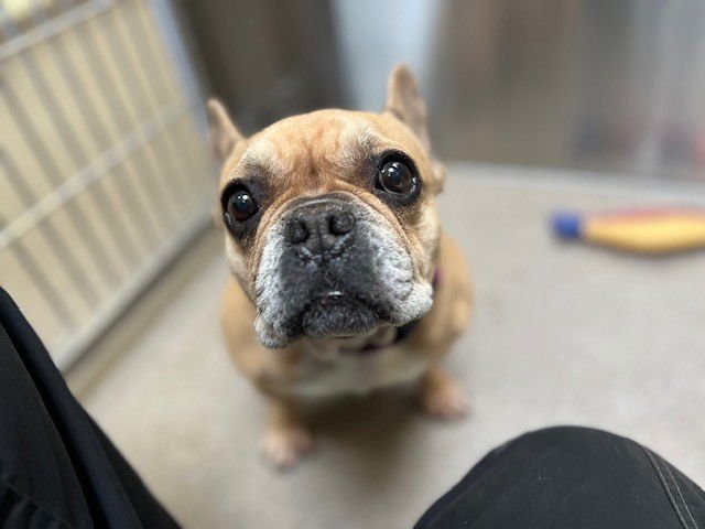 GOLDEN GRAHAM - French Bulldog available for adoption