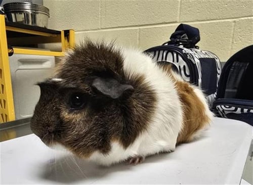 POOH - Guinea Pig available for adoption