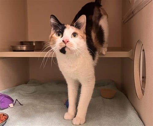 CAL - Domestic Short Hair available for adoption