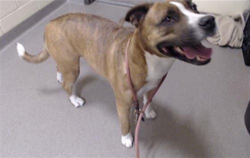 RESES - Boxer / American Pit Bull Terrier for adoption in Lakewood