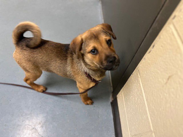 VENUSAUR - German Shepherd Dog / Pug available for adoption