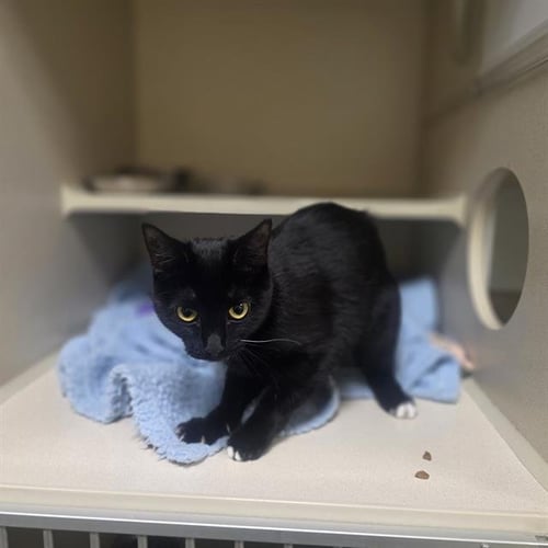 NEAPOLITAN - Domestic Short Hair available for adoption