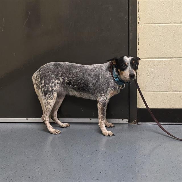 LADY - Australian Cattle Dog/Blue Heeler available for adoption