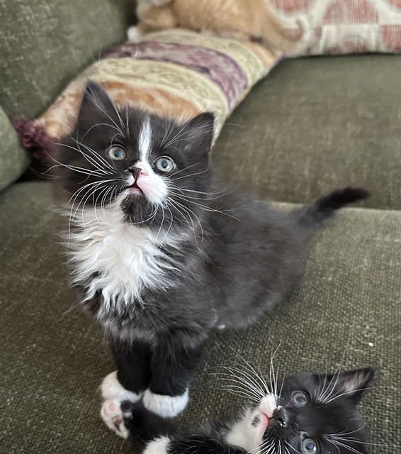 TWINKLE - Domestic Short Hair available for adoption