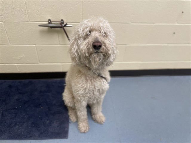 MARSHMALLOW - Poodle (Standard) / Golden Retriever available for adoption