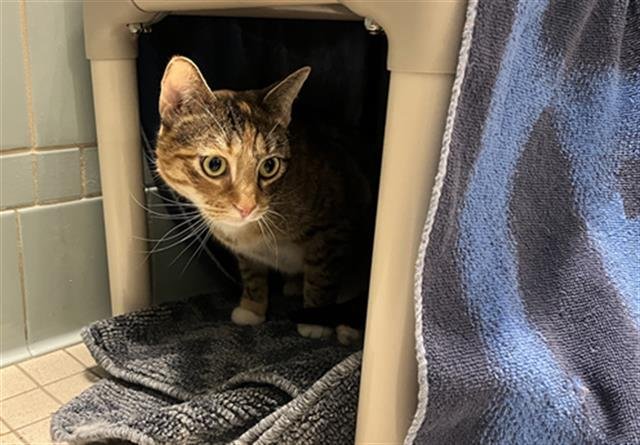 XENA - Domestic Short Hair available for adoption