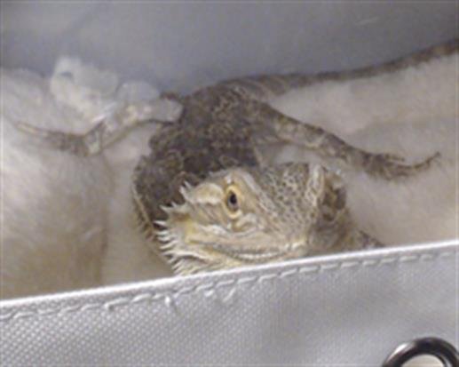 MUSHU - Lizard available for adoption