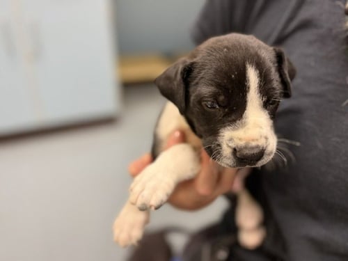 LUDWIG - Pit Bull Terrier available for adoption
