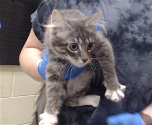 FARRAH PAWCETT - Domestic Medium Hair available for adoption