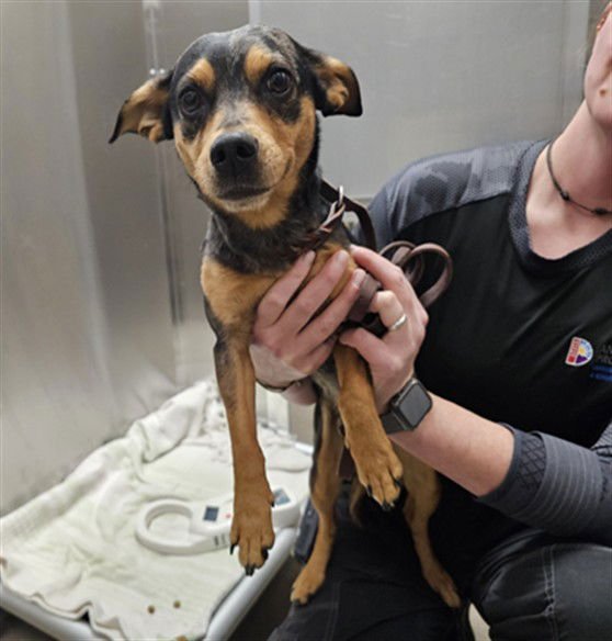 ILIA MALININ - Dachshund available for adoption