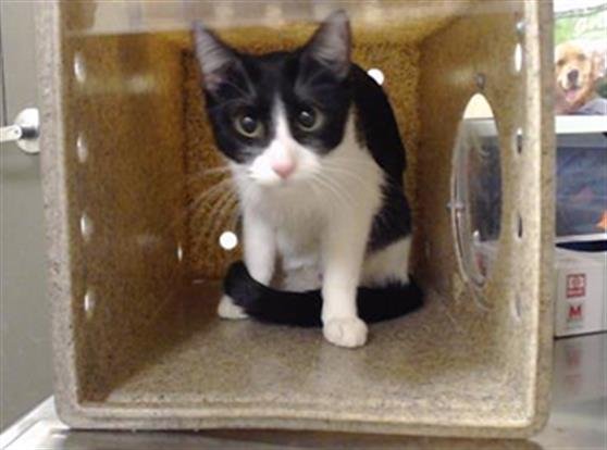 PANDA - Domestic Short Hair available for adoption