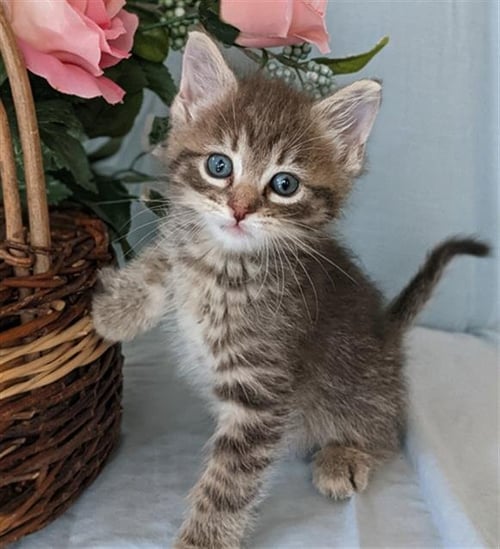 ASPEN - Domestic Short Hair available for adoption