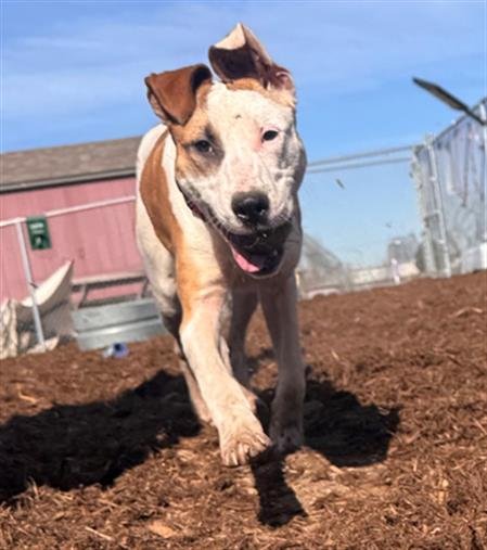 APOLLO - Pit Bull Terrier available for adoption