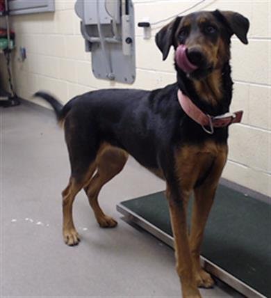 RUBY - German Shepherd Dog / Doberman Pinscher available for adoption