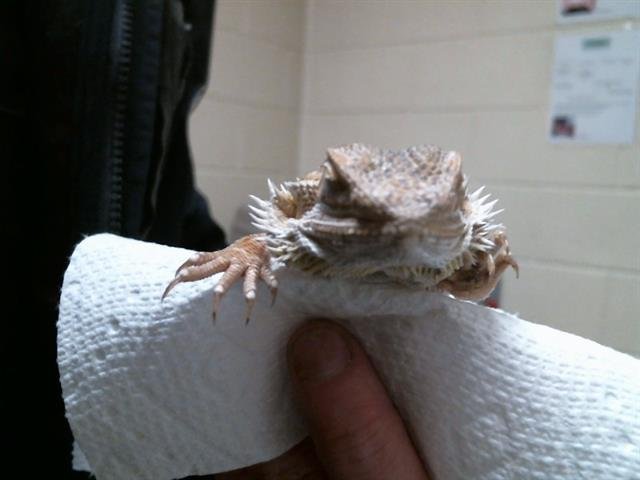 SUSHI - Lizard available for adoption