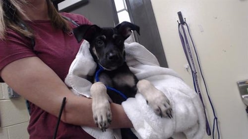 CASANOVA - German Shepherd Dog available for adoption