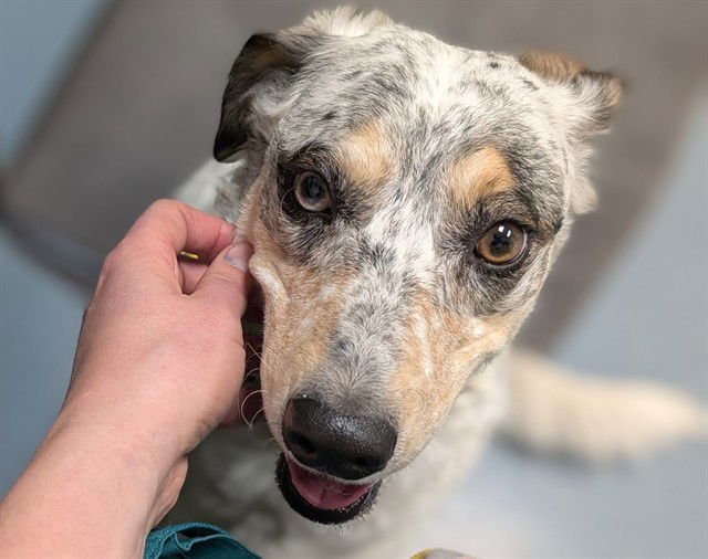 ABEENA - Border Collie / Catahoula Leopard Dog available for adoption