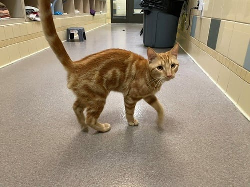 CHEEZEBALLZ - Domestic Short Hair available for adoption