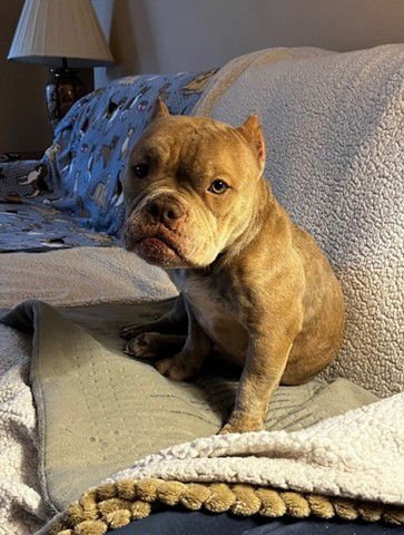 FRITO - English Bulldog available for adoption