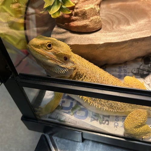 BUTTER - Lizard available for adoption