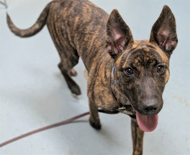 FROOT LOOPS - Dutch Shepherd available for adoption