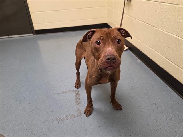 LATTE - American Pit Bull Terrier available for adoption