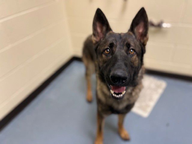 MAX - German Shepherd Dog available for adoption