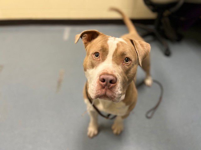 SNOWBOARD - American Pit Bull Terrier available for adoption