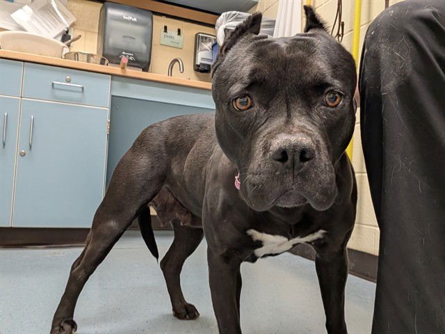 AUTUMN - Staffordshire Bull Terrier available for adoption