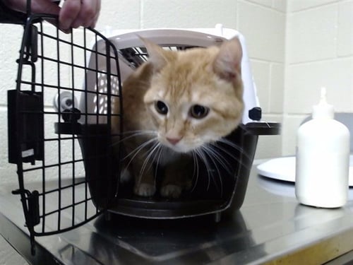 JASMINE - Domestic Short Hair available for adoption