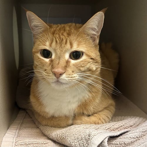 JASMINE - Domestic Short Hair available for adoption