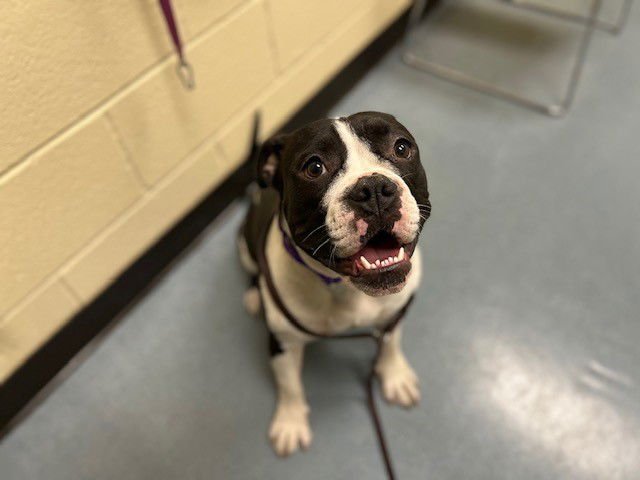 LECHONK - English Bulldog / American Pit Bull Terrier available for adoption